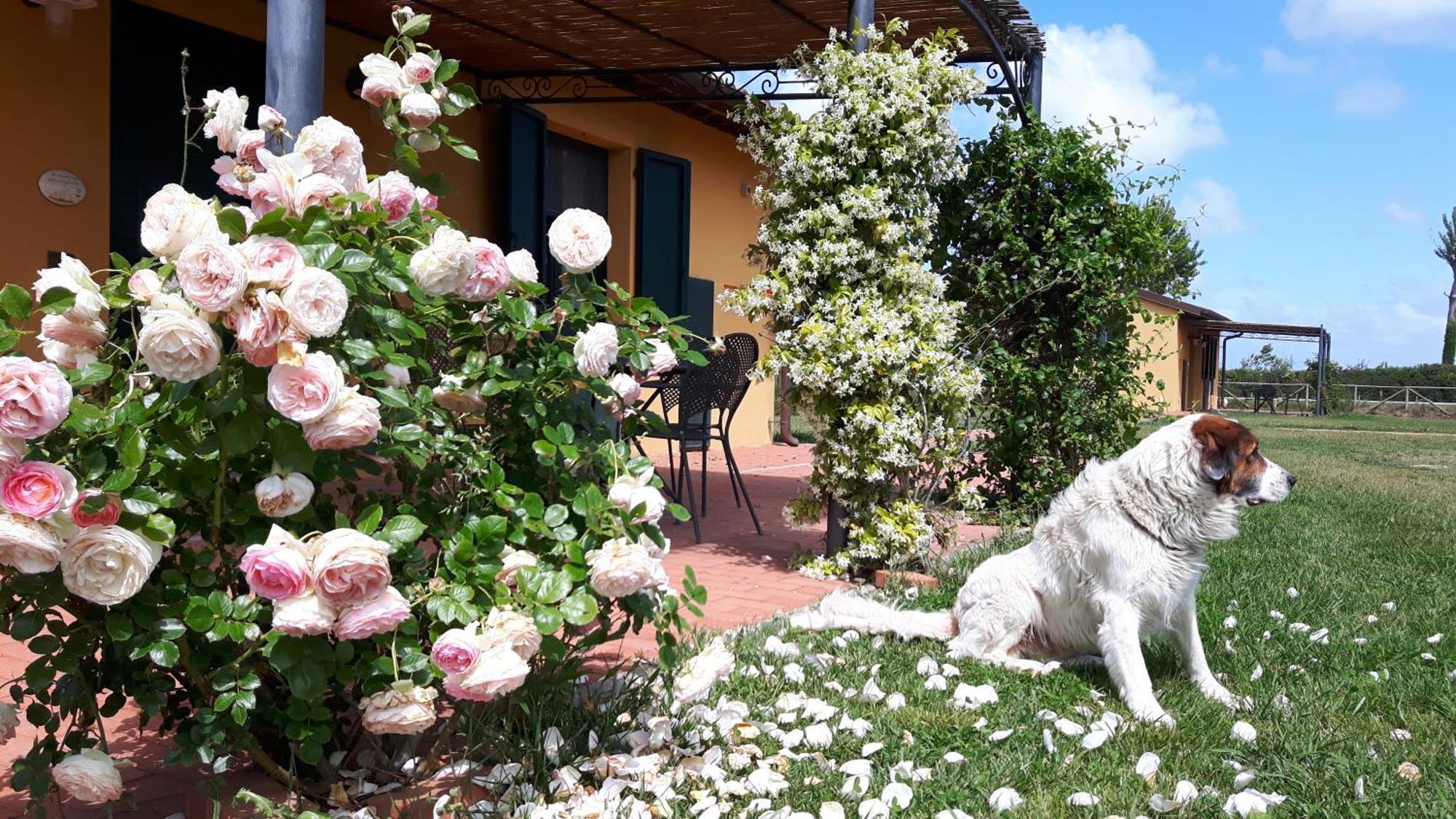 La Fattoria Di Tirrenia Aparthotel Eksteriør bilde